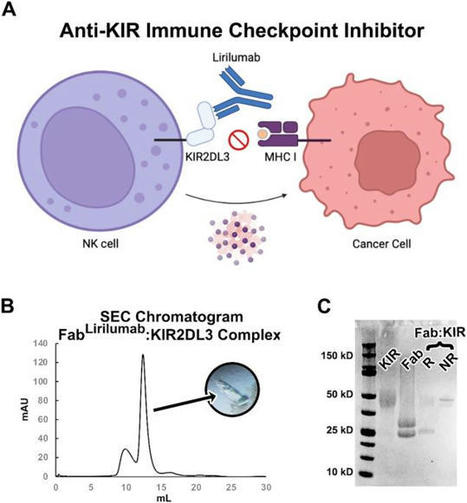 John Gordon en LinkedIn: Structural basis for the activity and specificity of the immune checkpoint… | Immunology and Biotherapies | Scoop.it