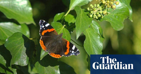 Country diary: A strange but perfect autumn day | Butterflies | The Guardian @DrPaulEvans1 | World Science Environment Nature News | Scoop.it