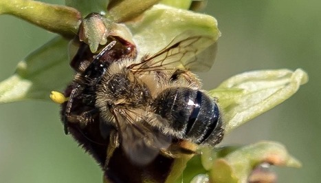 Pollinisation de l'Ophrys araignée : quand le climat s'en mêle | EntomoNews | Scoop.it