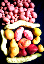 Foods that Changed the World | Era IV1450-1750 | Scoop.it