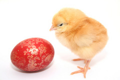 Celebrating with Compassion: Tips for a Cruelty-Free Easter and Passover | Empathy and Animals | Scoop.it