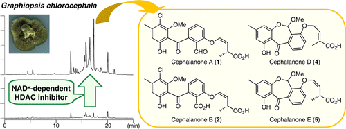 Benzophenones from an Endophytic Fungus, Graphiopsis chlorocephala, from Paeonia lactiflora Cultivated in the Presence of an NAD+-Dependent HDAC Inhibitor | Natural Products Chemistry Breaking News | Scoop.it