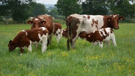 Oligo-éléments : « La moitié des bovins sont carencés en iode et en sélénium » | Lait de Normandie... et d'ailleurs | Scoop.it