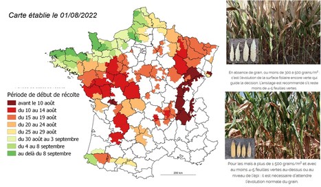 Ensilage maïs : De nombreux chantiers prévus avant le 15 août ! | Lait de Normandie... et d'ailleurs | Scoop.it