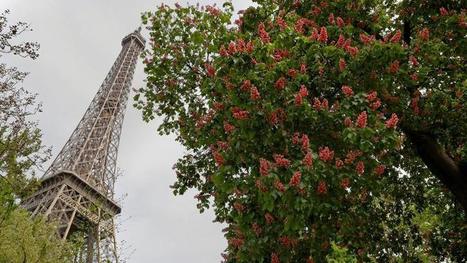 La mairie de Paris va offrir des arbres à ses citoyens | GREENEYES | Scoop.it