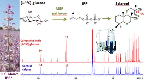 FOCUS PLATEFORME : La Plateforme Métabolisme Métabolome (IPS2) au service de l’étude et de l’optimisation de la biosynthèse de métabolites spécialisés chez les végétaux | Life Sciences Université Paris-Saclay | Scoop.it