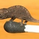 Researchers discover world's tiniest chameleons in Madagascar | BIODIVERSITY IS LIFE  &ndash; | Scoop.it
