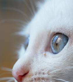 Un chat devant la justice italienne pour voyeurisme | Mais n'importe quoi ! | Scoop.it