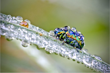 Macrophotographies d'insectes dans la rosée du matin | Variétés entomologiques | Scoop.it