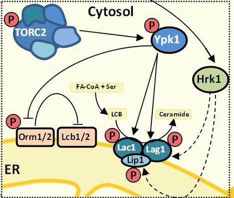 TORC2-Ypk1 Activity is Involved in Acetic Acid Adaptation | iBB | Scoop.it