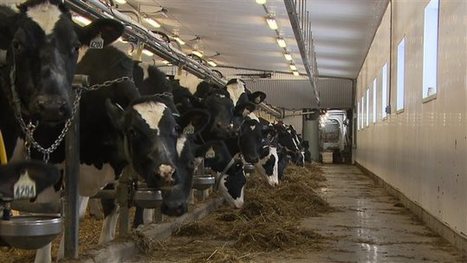 Canada : 350 M$ pour les producteurs de lait et de fromage menacés | Lait de Normandie... et d'ailleurs | Scoop.it