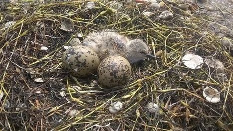 Point de fuite: viens chez moi, je niche dans une coquille! - Radio | Biodiversit&eacute; | Scoop.it