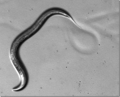 Certains vers vivent plus longtemps dans l’espace que sur Terre. | Dr. Goulu | Scoop.it
