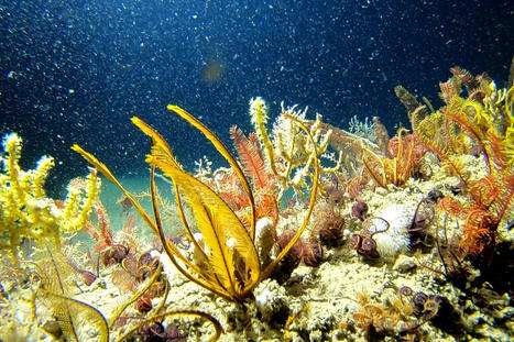 Pour le Sénat, l’exploitation des grands fonds marins serait « prématurée » | Regards croisés sur la transition écologique | Scoop.it