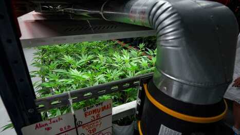 Marijuana is legal in Delaware, but what about on college campuses? | Industry 411 - Waste Management | Scoop.it