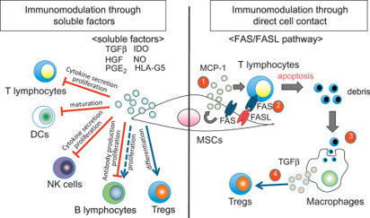 T Cell Proliferation - an overview | ScienceDirect Topics | Immunology | Scoop.it
