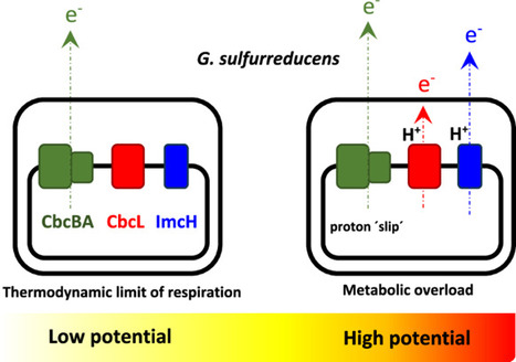 Decoupled respiration in electro-active bacteria | ComB | RMH | Scoop.it