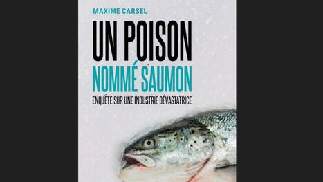 POISSON: Un poison nomm&eacute; saumon - C'est pas du vent | CIHEAM Press Review | Scoop.it