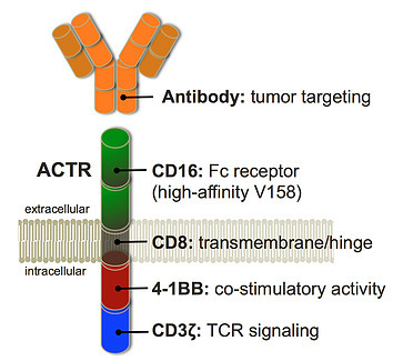 Unum Therapeutics: Antibody-Coupled T-cell Rece...