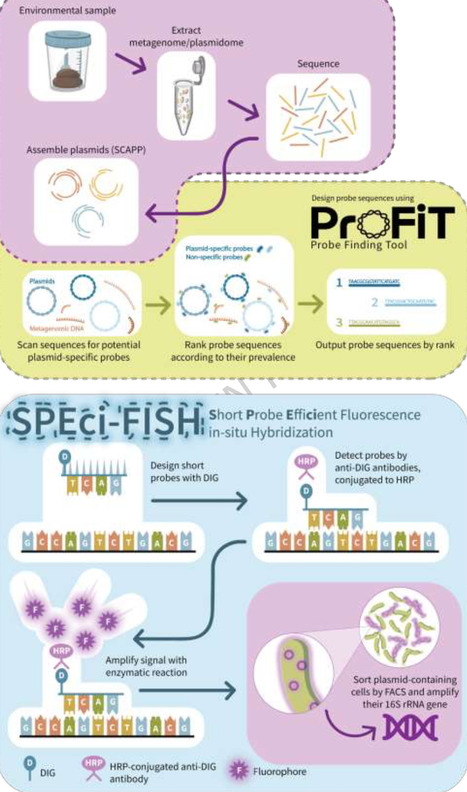 ProFiT-SPEci-FISH: a novel approach for linking plasmids to hosts in complex microbial communities at the single-cell level | Mbm | RMH | Scoop.it