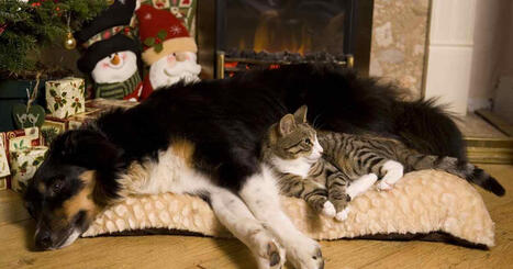 Viel&auml;k&ouml; kinkkua on sy&ouml;m&auml;tt&auml;? &Auml;l&auml; anna sit&auml; lemmikille | Uutisia lyhyesti | Yle | 1Uutiset - Lukemisen t&auml;hden | Scoop.it