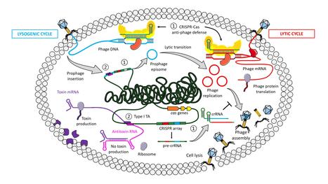 Clostridioides difficile – phage relationship the RNA way | I2BC Paris-Saclay | Scoop.it