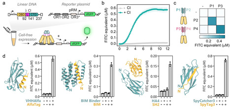 CF2H: a cell-free two-hybrid platform for rapid protein binder screening | Ncm | RMH | Scoop.it