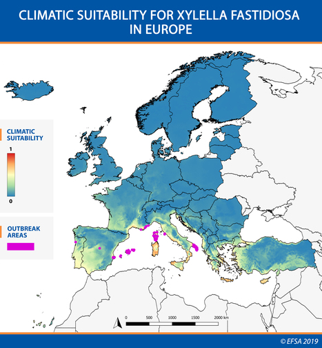 Xylella, la bactérie tueuse d'oliviers, pourrait s'étendre en Europe | EntomoNews | Scoop.it