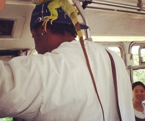 The Wildest Moments On Muni In 2015 | Things To Do In San Francisco | Scoop.it