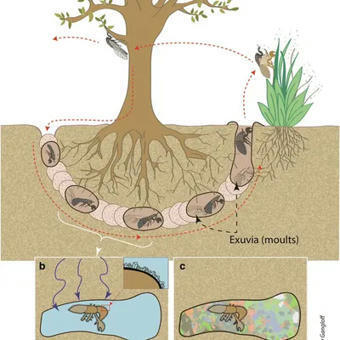 Un scientifique grenoblois nous raconte la fantastique histoire de la cigale fossilisée dans une opale | EntomoScience | Scoop.it