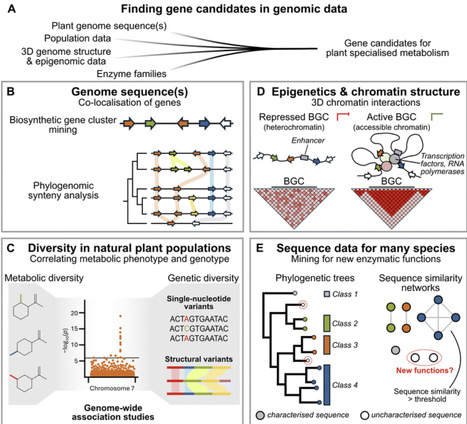 Emerging technologies for the discovery of biosynthetic genes in plants | npr | RMH | Scoop.it