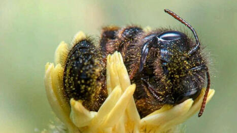 Cet insecte fait la sieste : l'abeille a un sommeil agité | Variétés entomologiques | Scoop.it