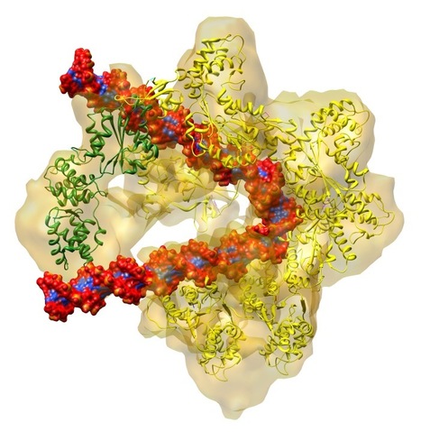 The Protein Machine That Copies Genes | Science News | Scoop.it