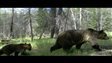 Un collier GPS pour sauver les ours | Alberta | Radio-Canada.ca | Pastoralisme Ours Loups Lynx | Scoop.it