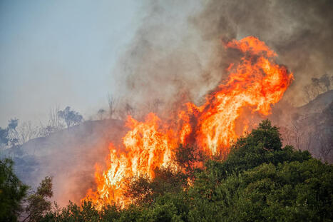 Ils n&rsquo;ont presque aucune chance de fuir : les victimes oubli&eacute;es de l&rsquo;incendie de Fontainebleau | Biodiversit&eacute; - @ZEHUB on Twitter | Scoop.it