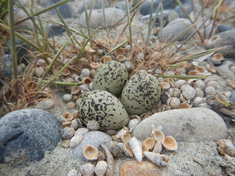 Lancement de la nouvelle campagne « Attention, on marche sur des œufs ! » concernant l’ensemble des plages | Biodiversité | Scoop.it