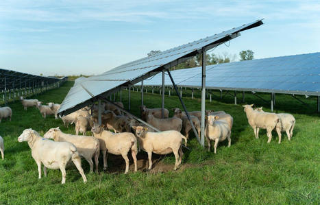 Entre espoirs et craintes, l&rsquo;#agrivolta&iuml;sme va redessiner le visage des fermes de demain | Energies Renouvelables | Scoop.it