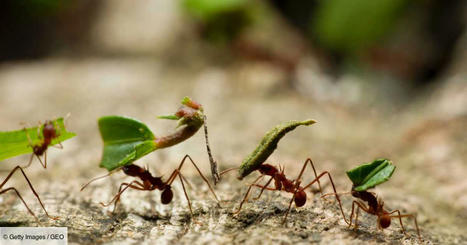 Le nombre "inimaginable" de fourmis qui vivent sur Terre révélé par une étude | Biodiversité | Scoop.it