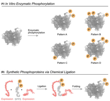 Methods for studying the effects of phosphorylation patterns in proteins | RMH | Scoop.it