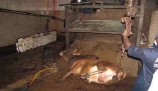 Abattoirs de Bamako : L'abattage se rapproche des normes | La Gazette des abattoirs | Scoop.it