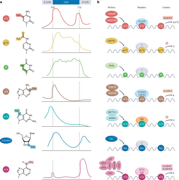 Emerging roles of non-m6A mRNA modifications in...