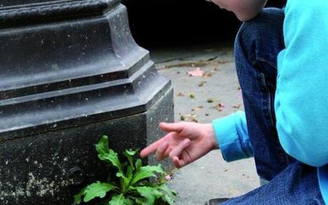 Comment faire des sciences participatives à l'école - Vigie Nature | Biodiversité | Scoop.it