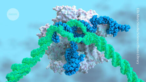 Bigger than CRISPR? A guide to the latest genome editors | Nature | Genetic Engineering Publications - GEG Tech top picks | Scoop.it