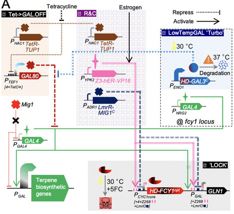 Evolutionary stabilisation of stressful metabolism via integrated biocomputing and essential-gene metabolic locking circuits | brvsb | RMH | Scoop.it