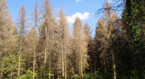 La Région se mobilise en faveur de la filière forêt-bois et de la ressource en eau | Remiremont vallées | La SELECTION du Web | CAUE des Vosges - www.caue88.com | Scoop.it