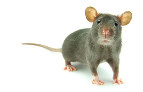 Social transfer of pain in mice | Bioscience News - GEG Tech top picks | Scoop.it