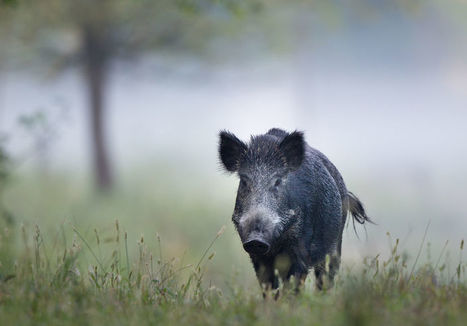 Hépatite E, la viande de porc et le gibier suspectés | Toxique, soyons vigilant ! | Scoop.it