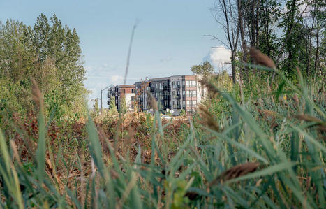 L’habitat de la rainette faux-grillon sera mieux protégé dans la région métropolitaine | Ils parlent de nous ! | Scoop.it