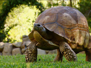 The Race To Save The Turtle and the Tortoise - VIDEO REPORT | BIODIVERSITY IS LIFE  – | Scoop.it