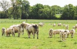 Mieux pr&eacute;server la variabilit&eacute; g&eacute;n&eacute;tique | Actualit&eacute;s de l'&eacute;levage | Scoop.it